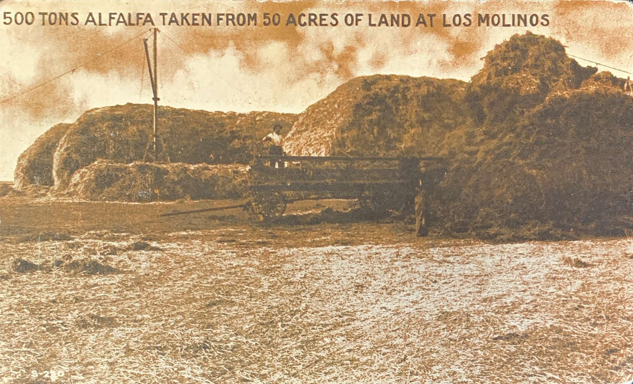 500 Tons Alfalfa Taken from 50 Acres at Los Molinos