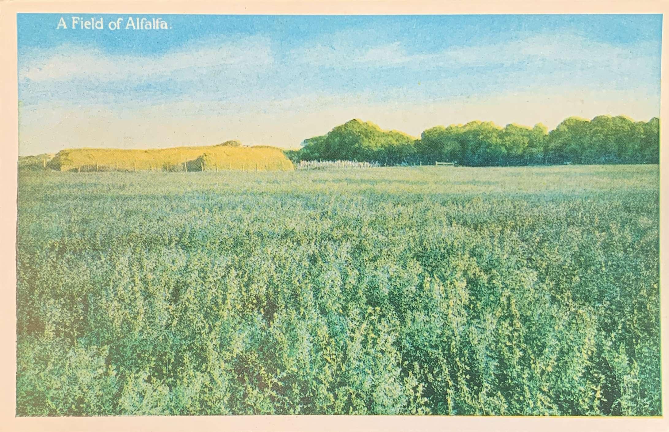 A Field of Alfalfa