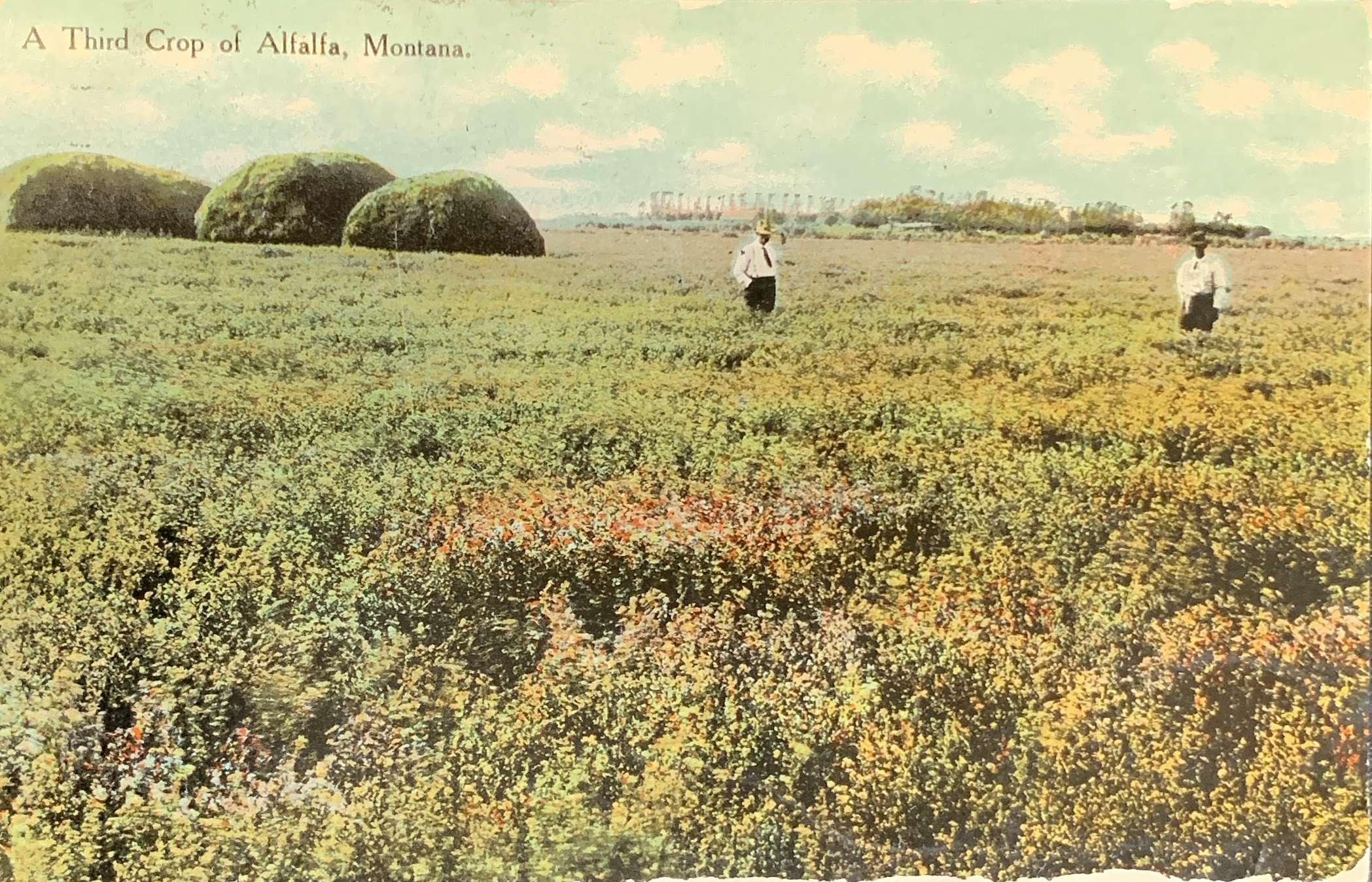 A Third Crop of Alfalfa, Montana