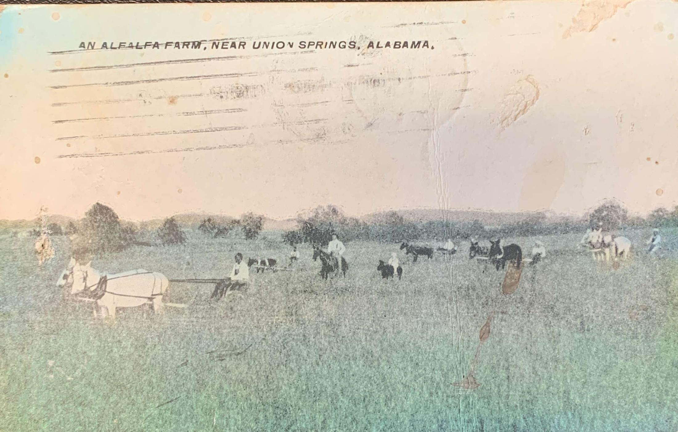 Alfalfa Farm near Union Springs Alabama
