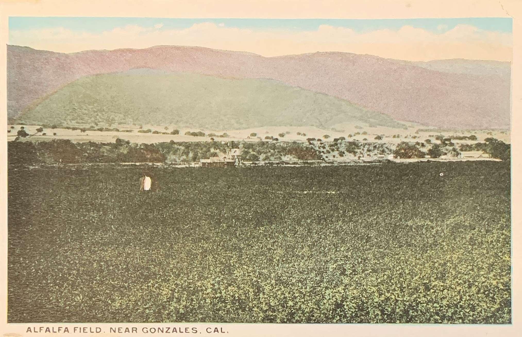 Alfalfa Field Near Gonzales, Cal