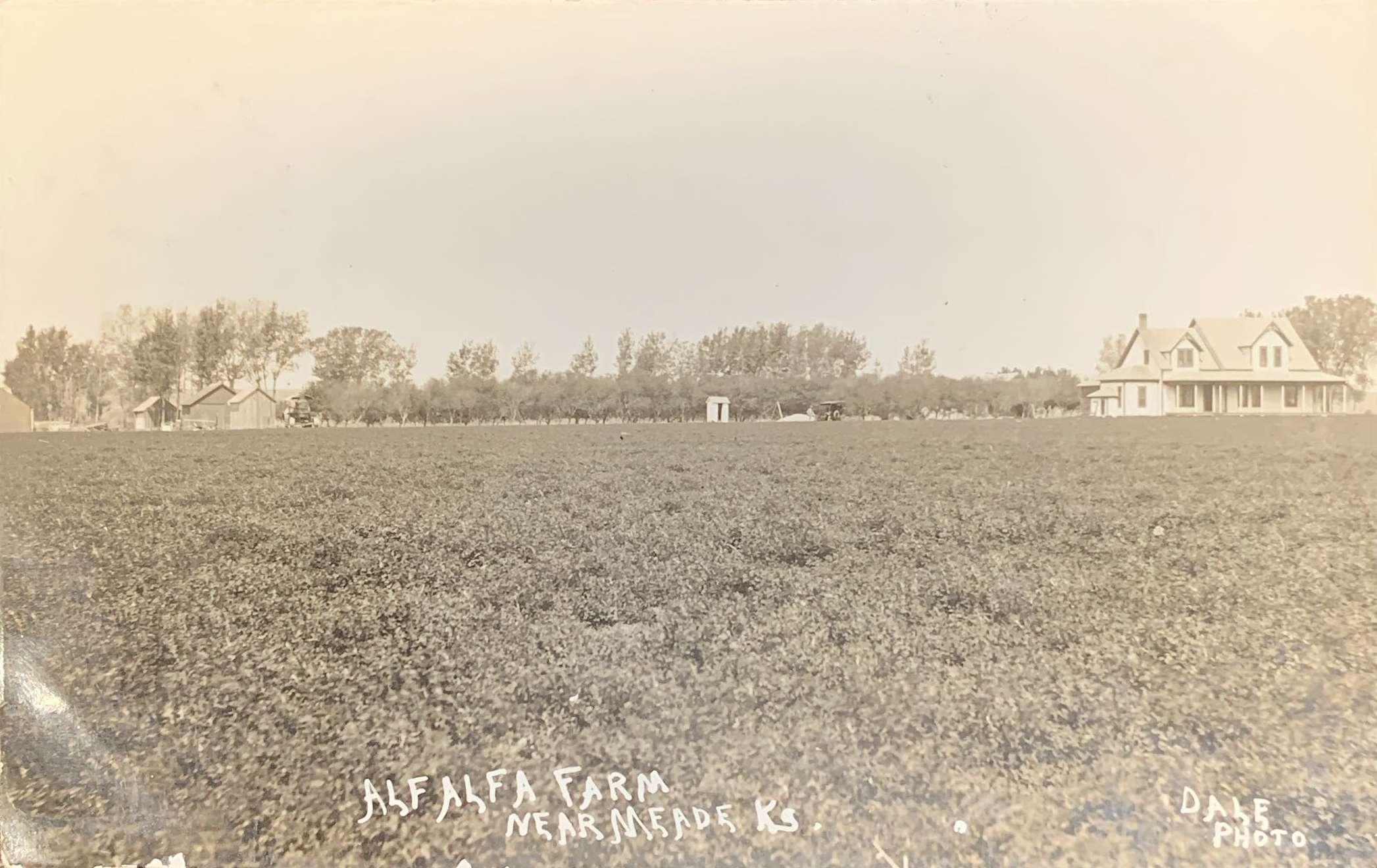 Alfalfa Field near Meades, KS