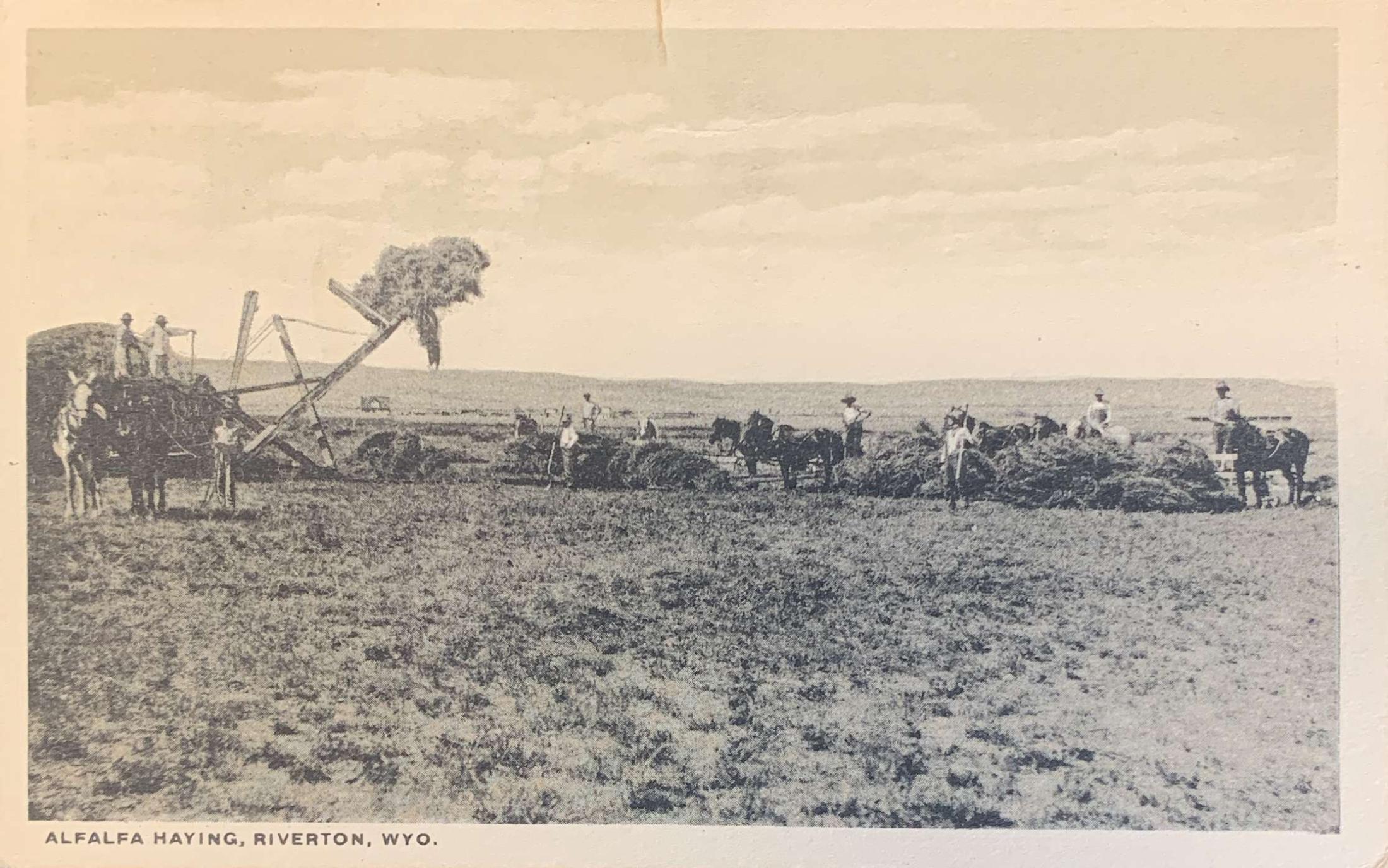 Alfalfa Haying, Riverton, Wyo
