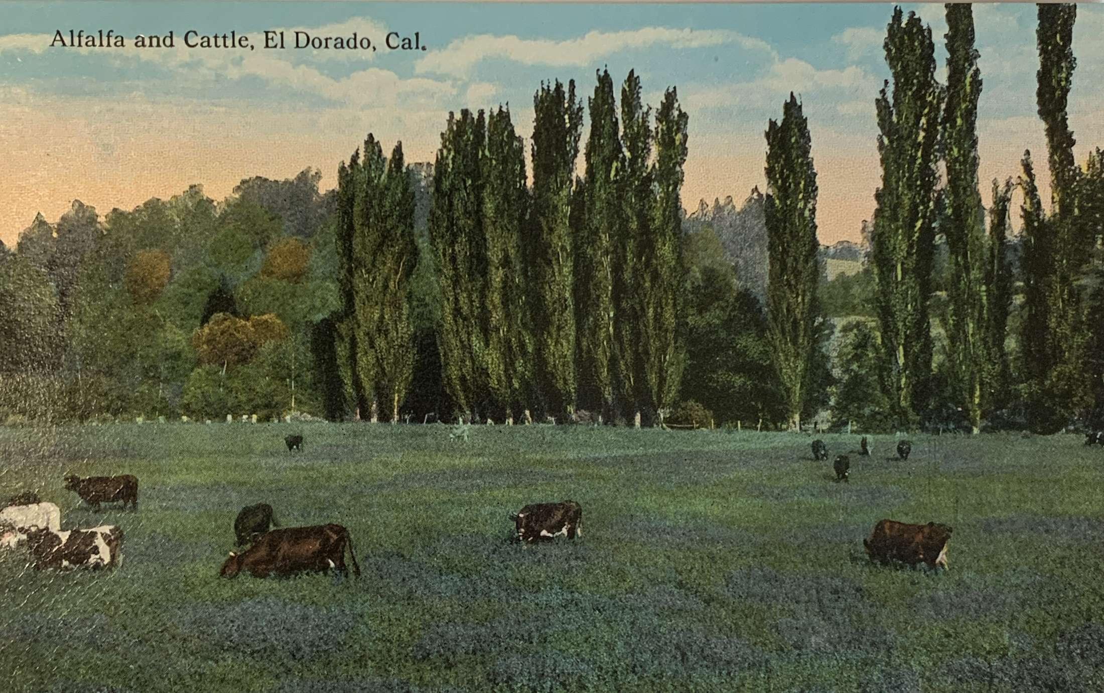 Alfalfa and Cattle, El Dorado