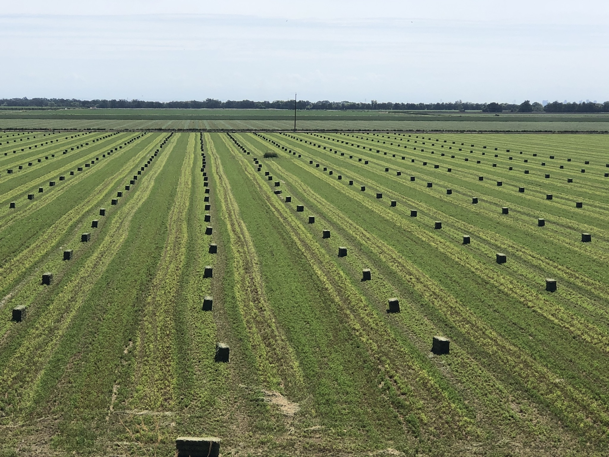 Alfalfa Perspective