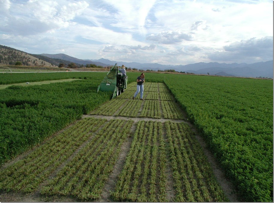 Alfalfa Varieties Scott Valley and Tracy.