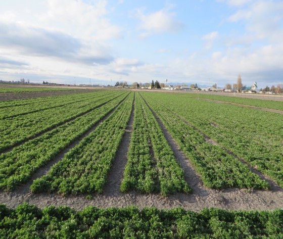 Alfalfa Varieties Tulelake