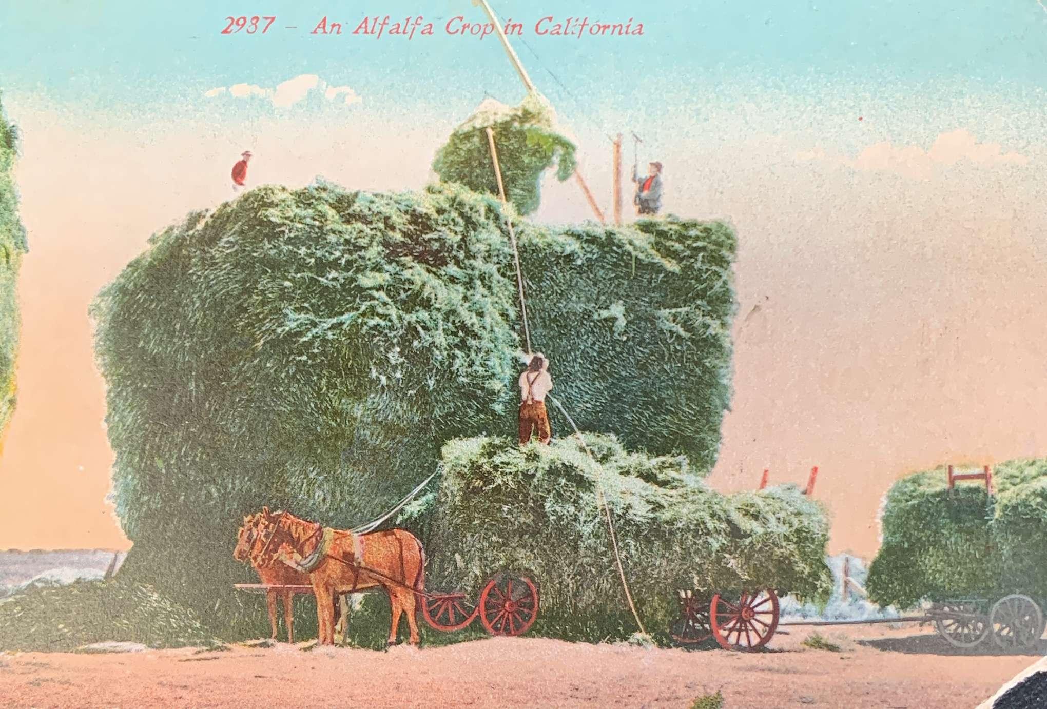 An Alfalfa Crop in California