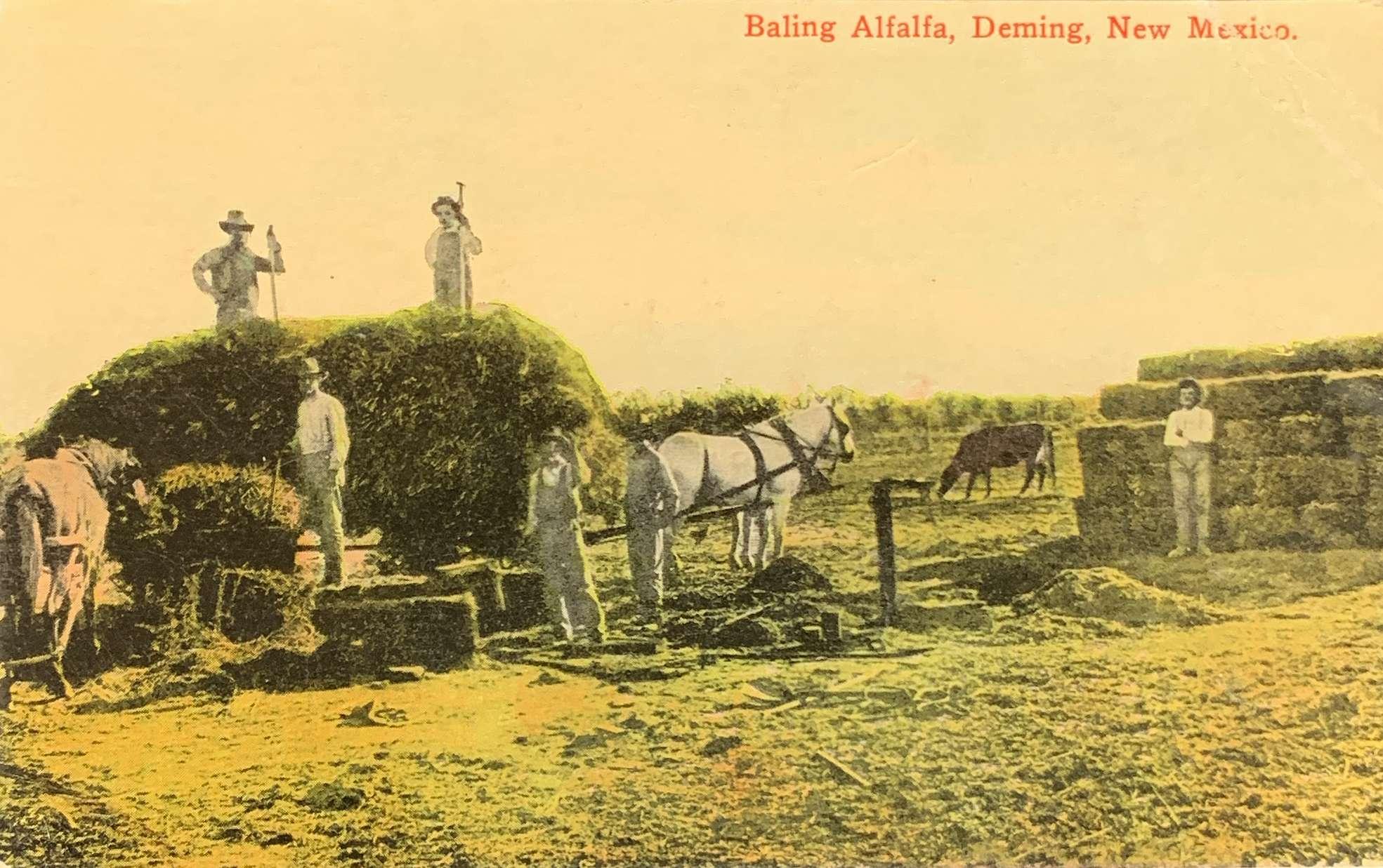 Baling Alfalfa, Deming, New Mexico