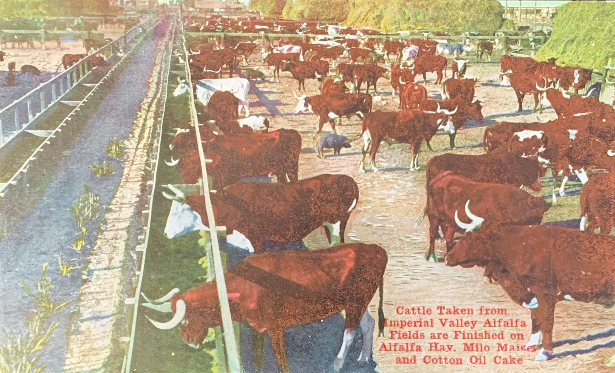 Cattle Taken from Imperial Valley Alfalfa Fields