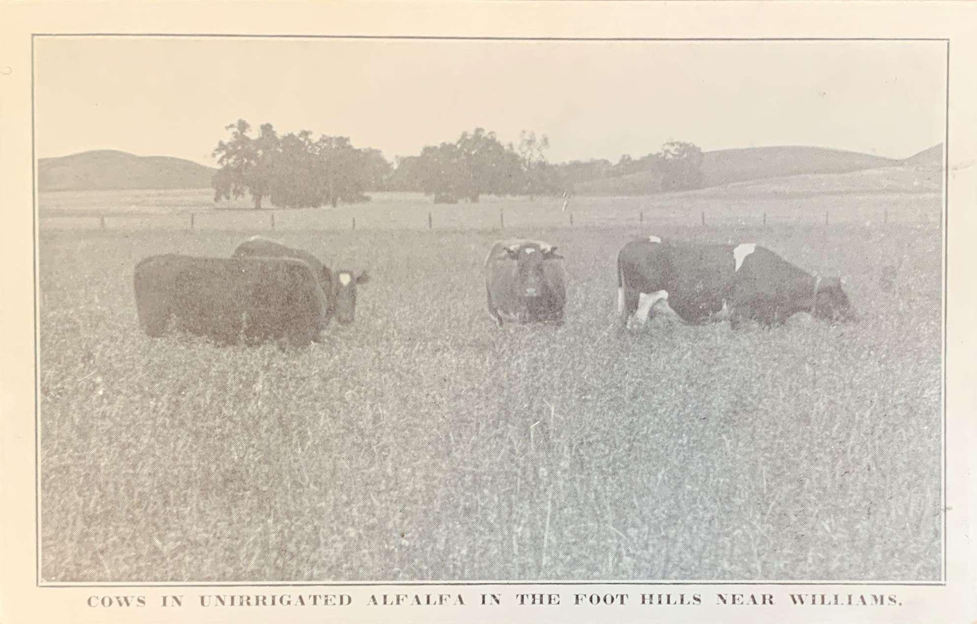 Cows in Unirrigated Alfalfa near Williams