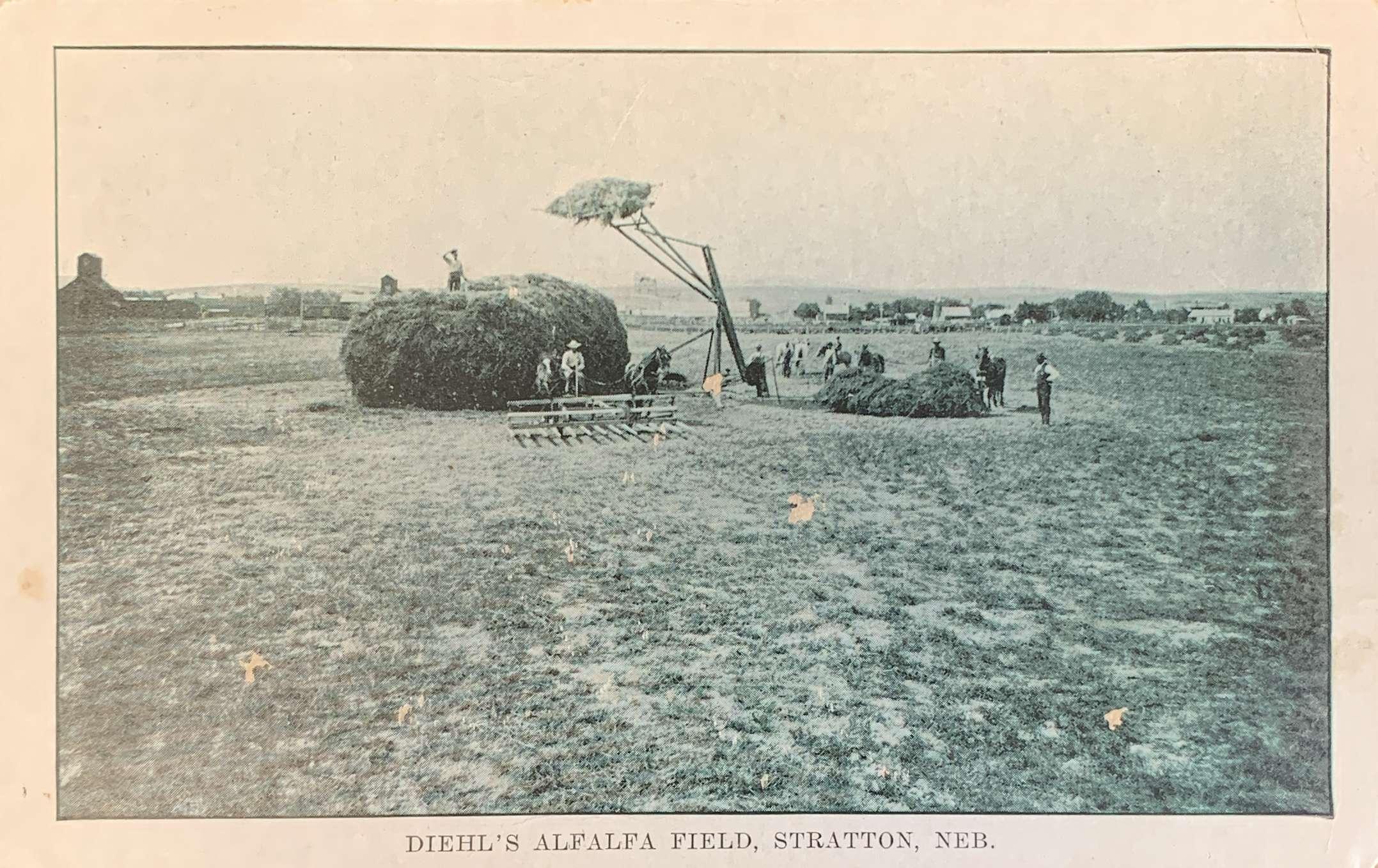 Diehl's Alfalfa Field Stratton, Neb