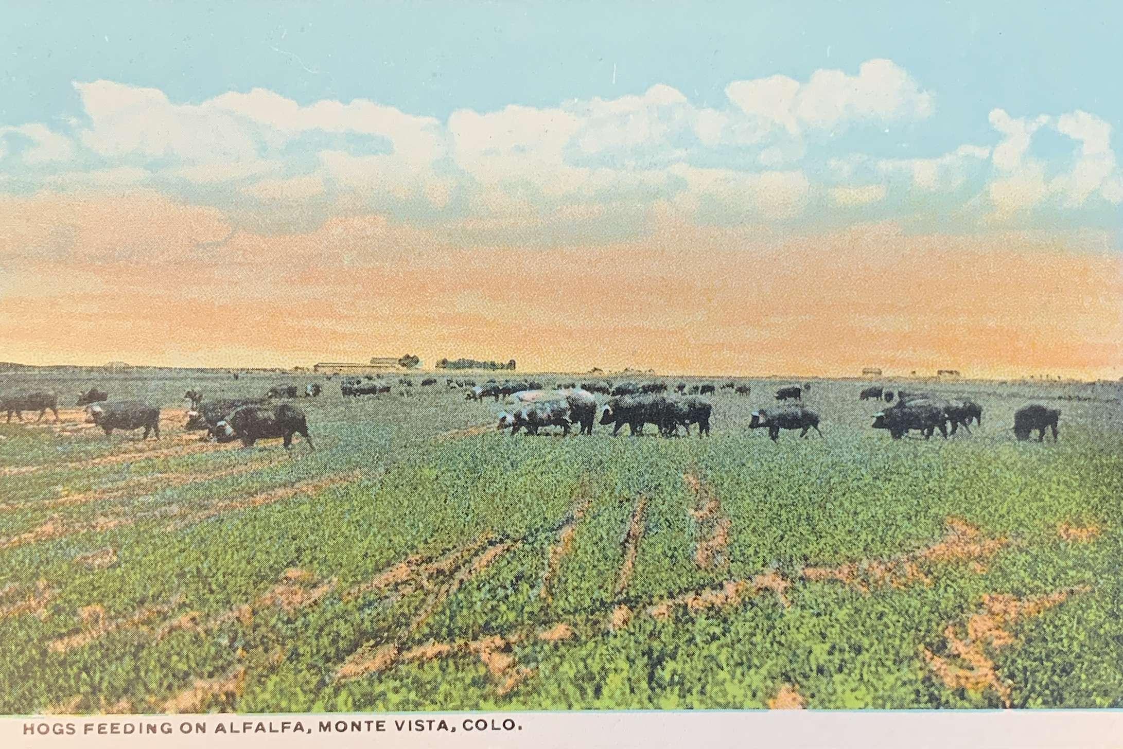 Hogs Feeding on Alfalfa Monte Vista, Colo