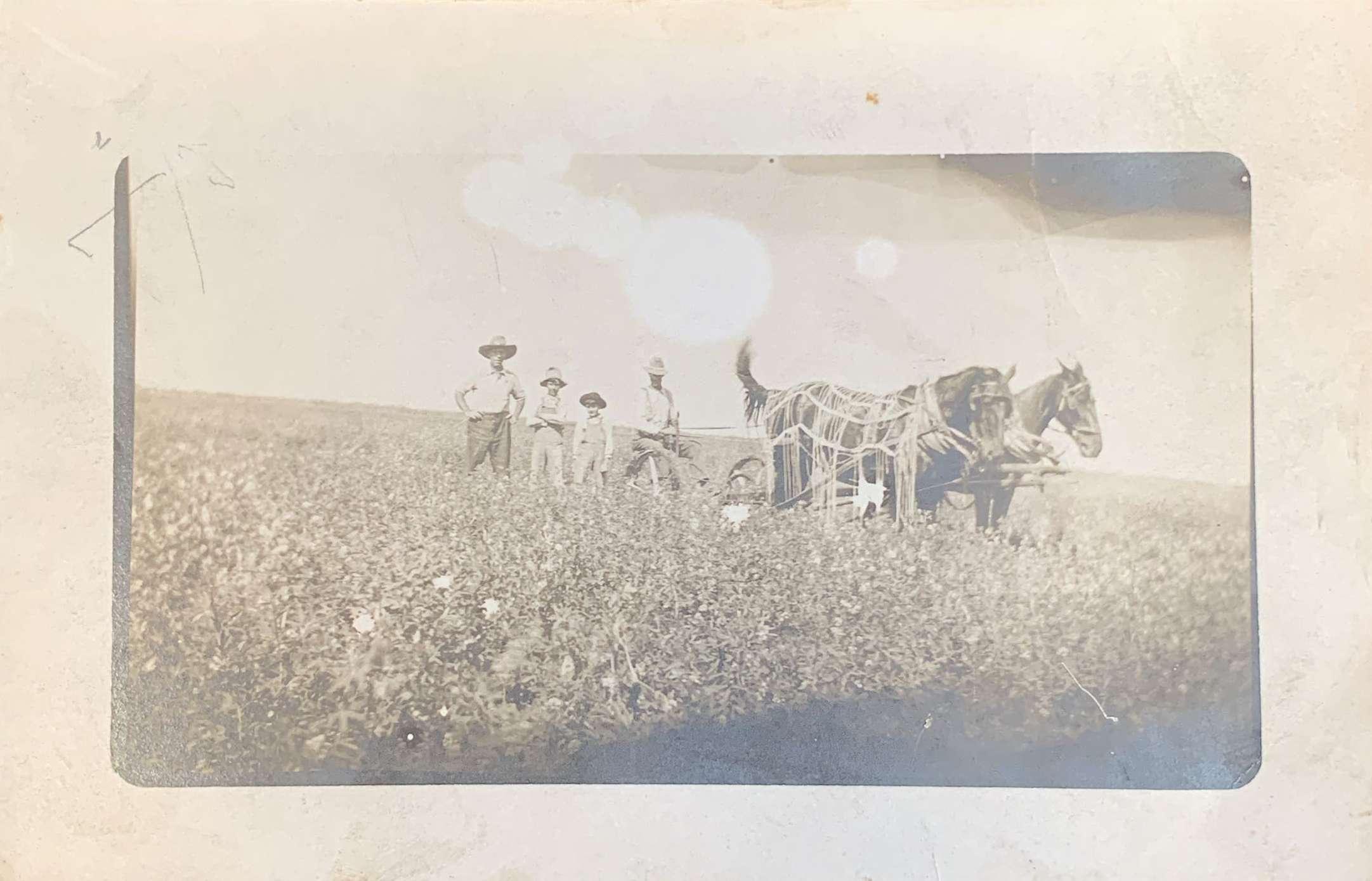 Horses Postcard