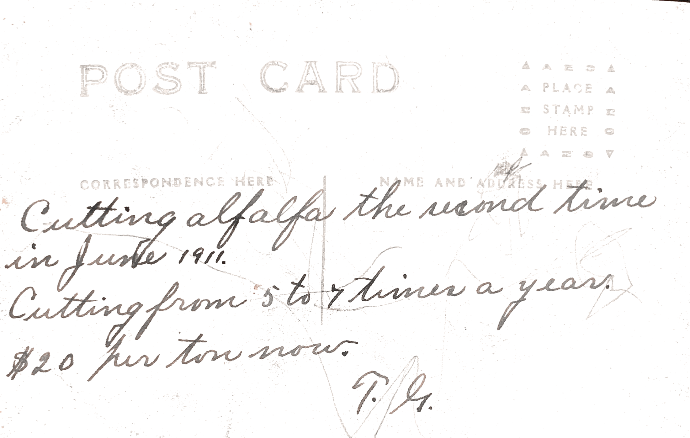 Horses Postcard