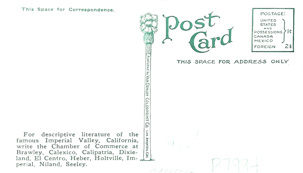 Imperial Valley Cows Postcard