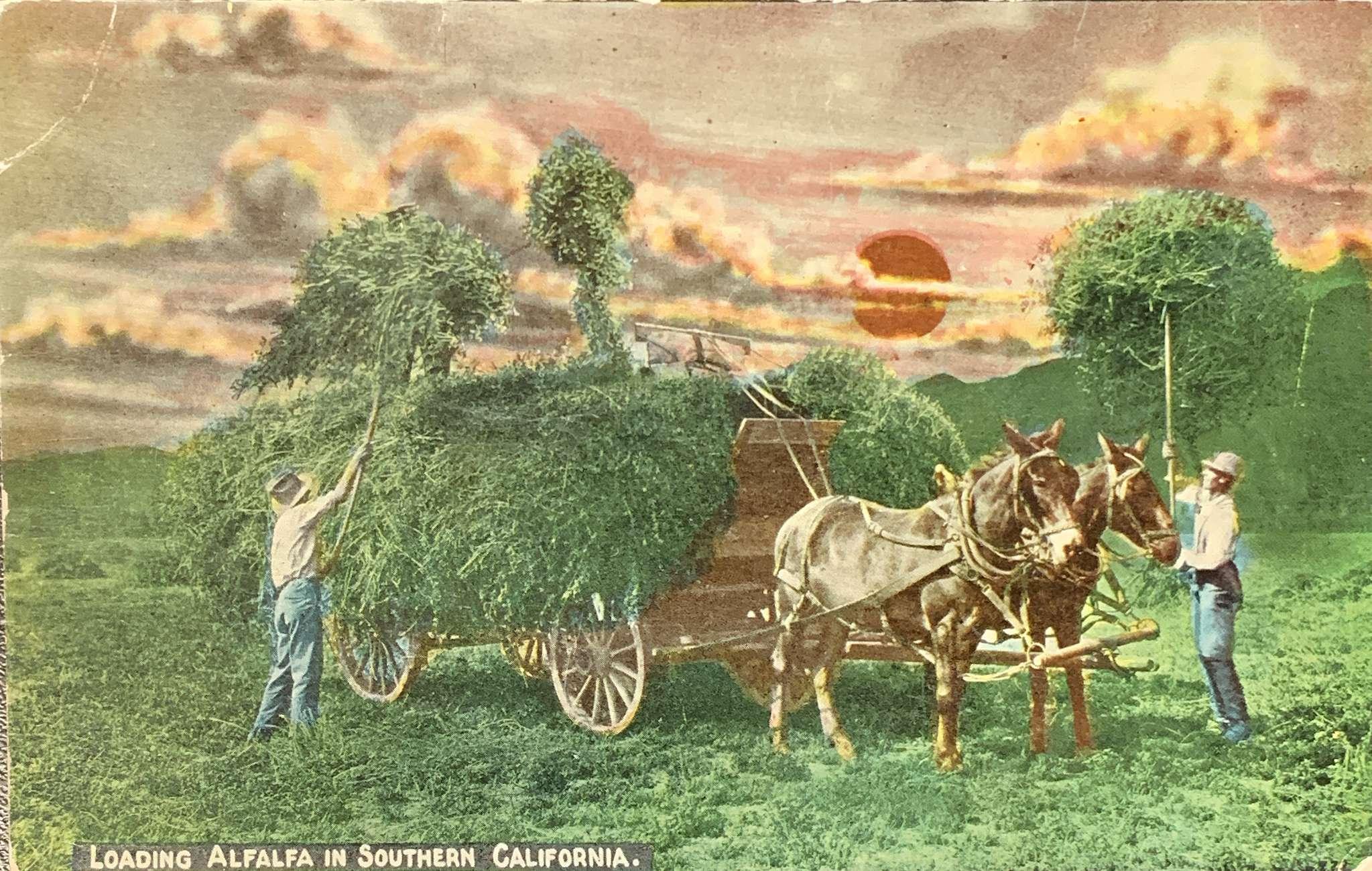 Loading Alfalfa in Southern California
