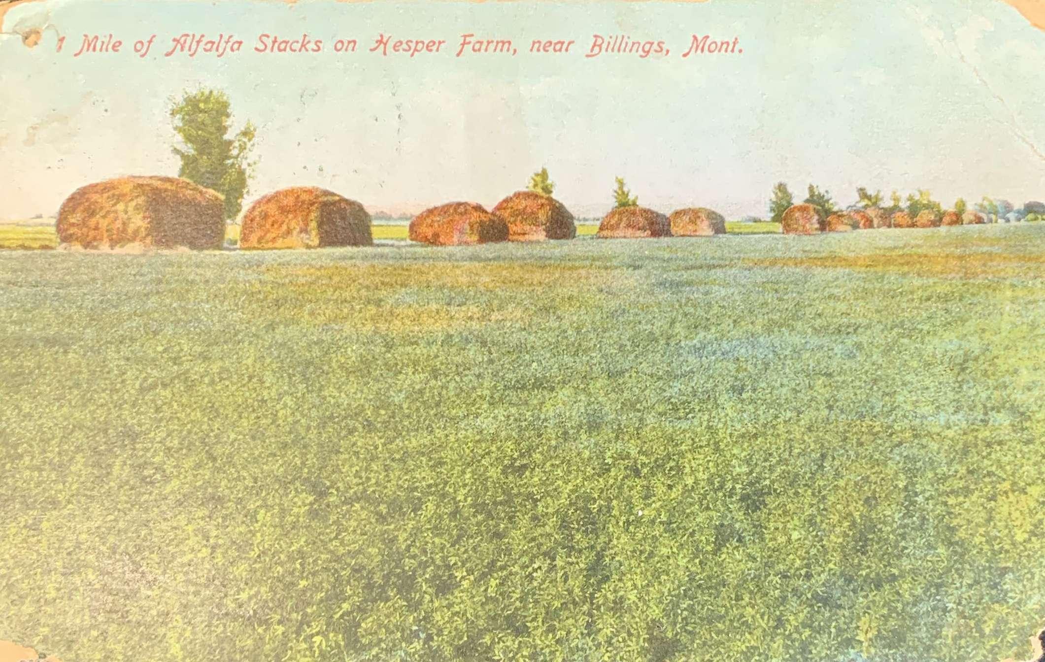Mile of Alfalfa Stacks on Hesper Farm near Billings, Mont