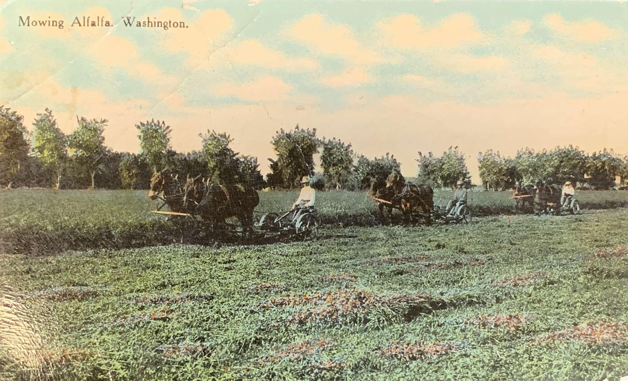 Mowing Alfalfa, Washington