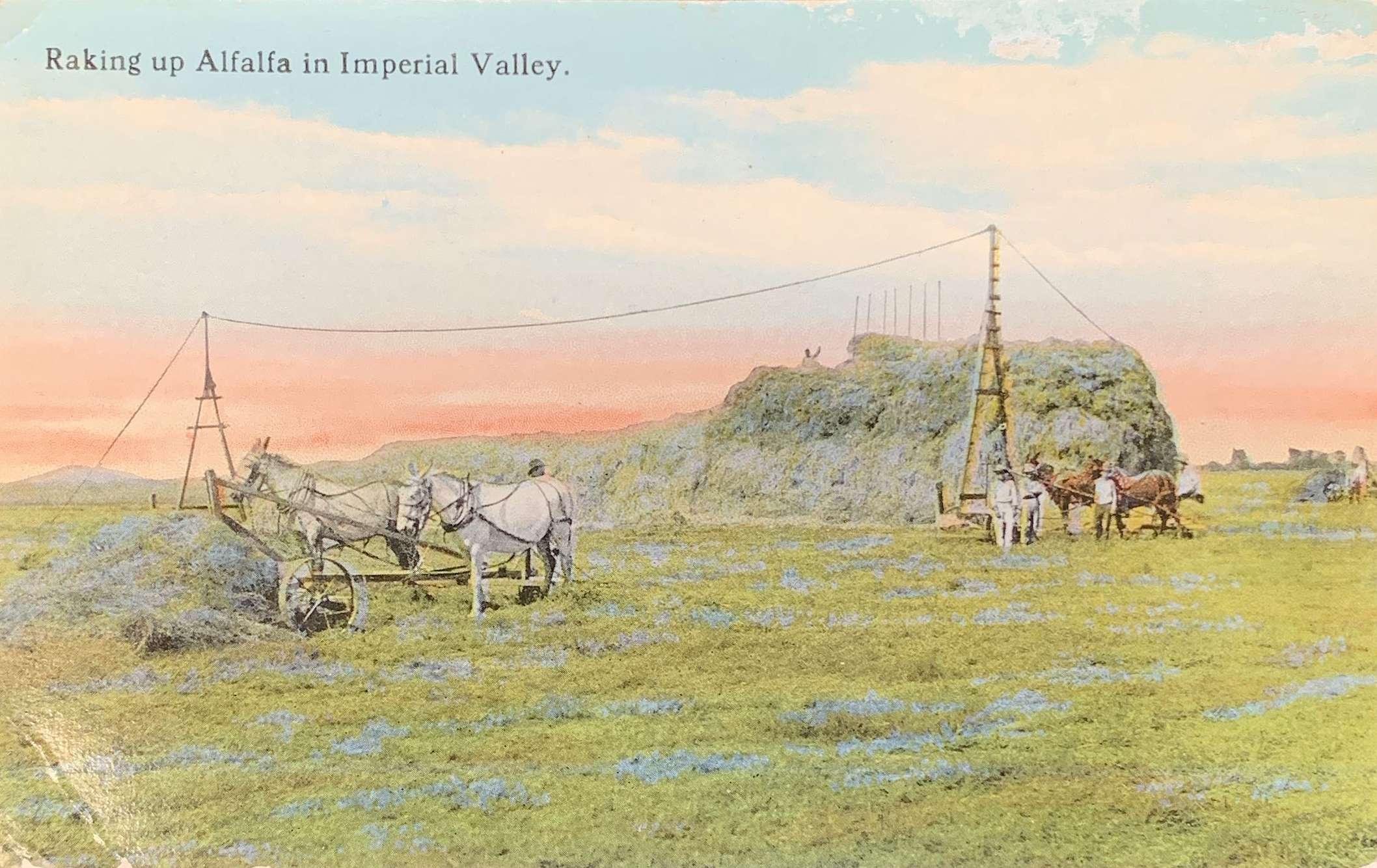 Raking up Alfalfa in Imperial Valley