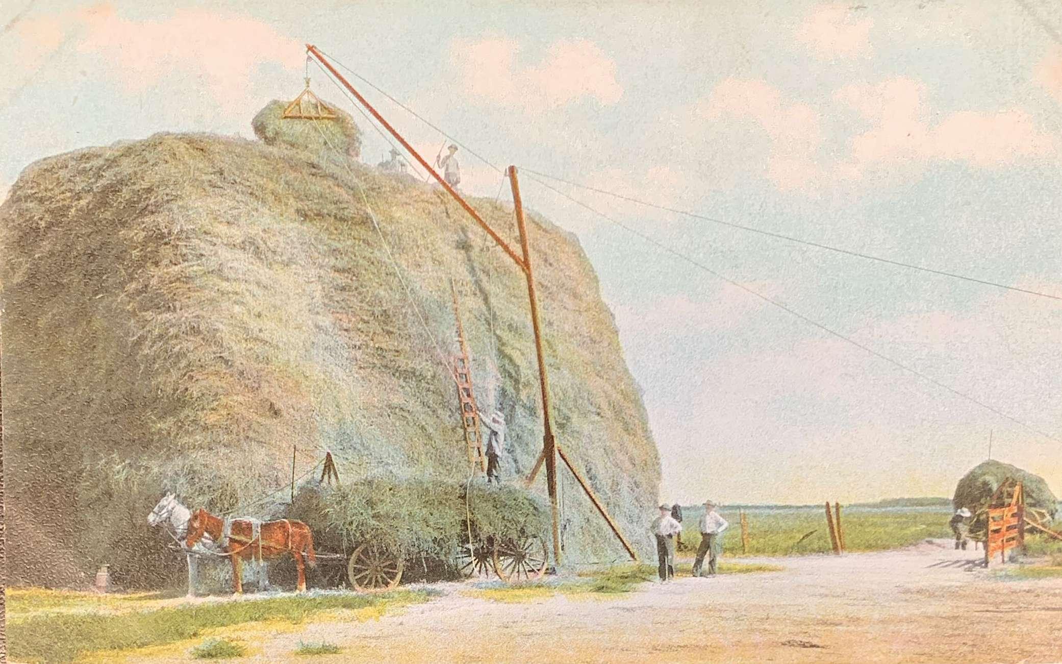 Stacking Alfalfa Hay Fresno, Cal