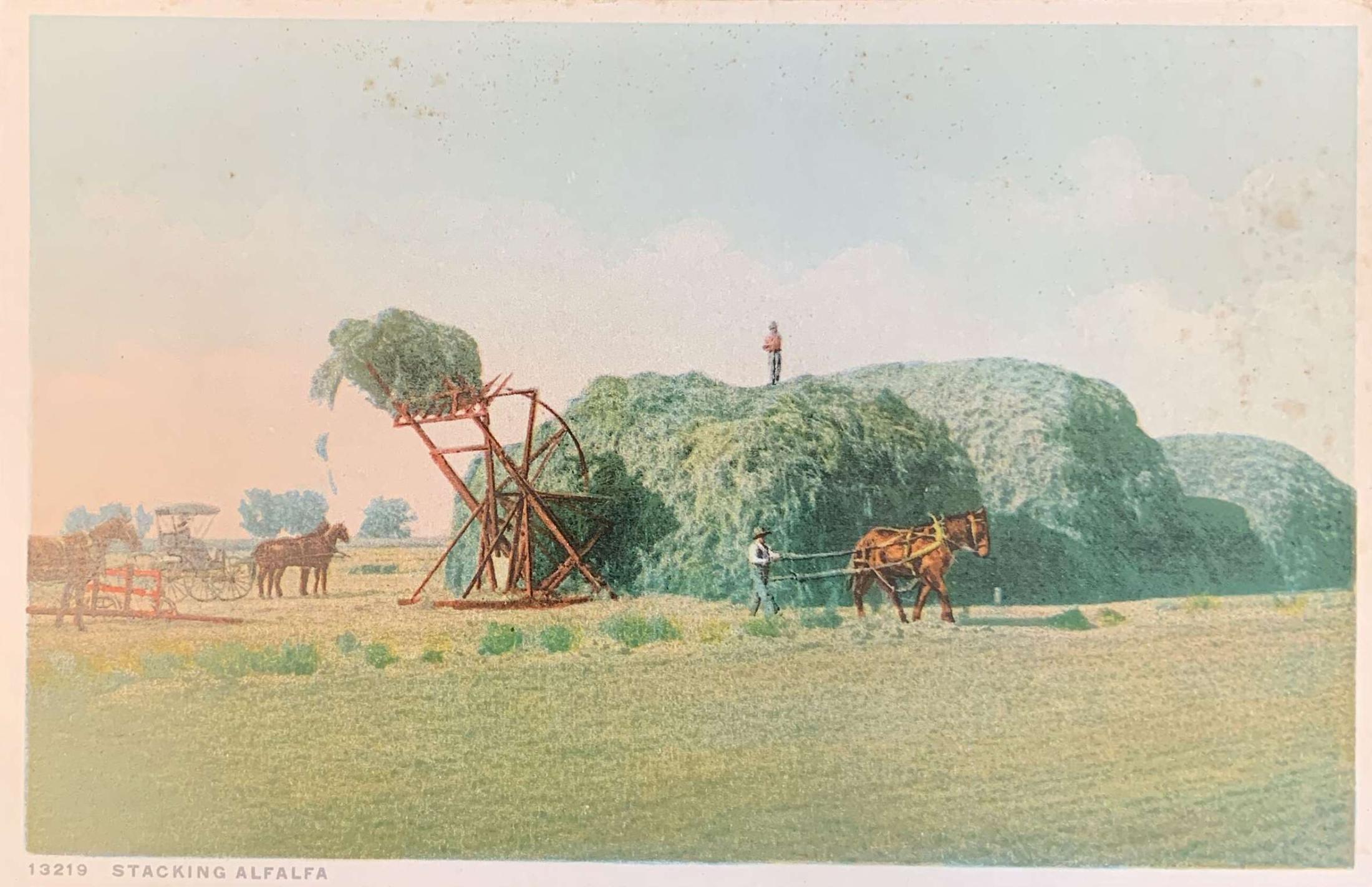 Stacking Alfalfa Phostint