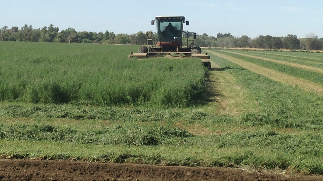 alfalfa harvesting