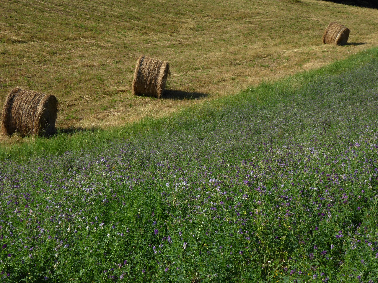 Bales of alfalfa