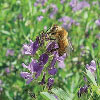 bee and alfalfa flower