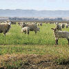 sheep grazing image