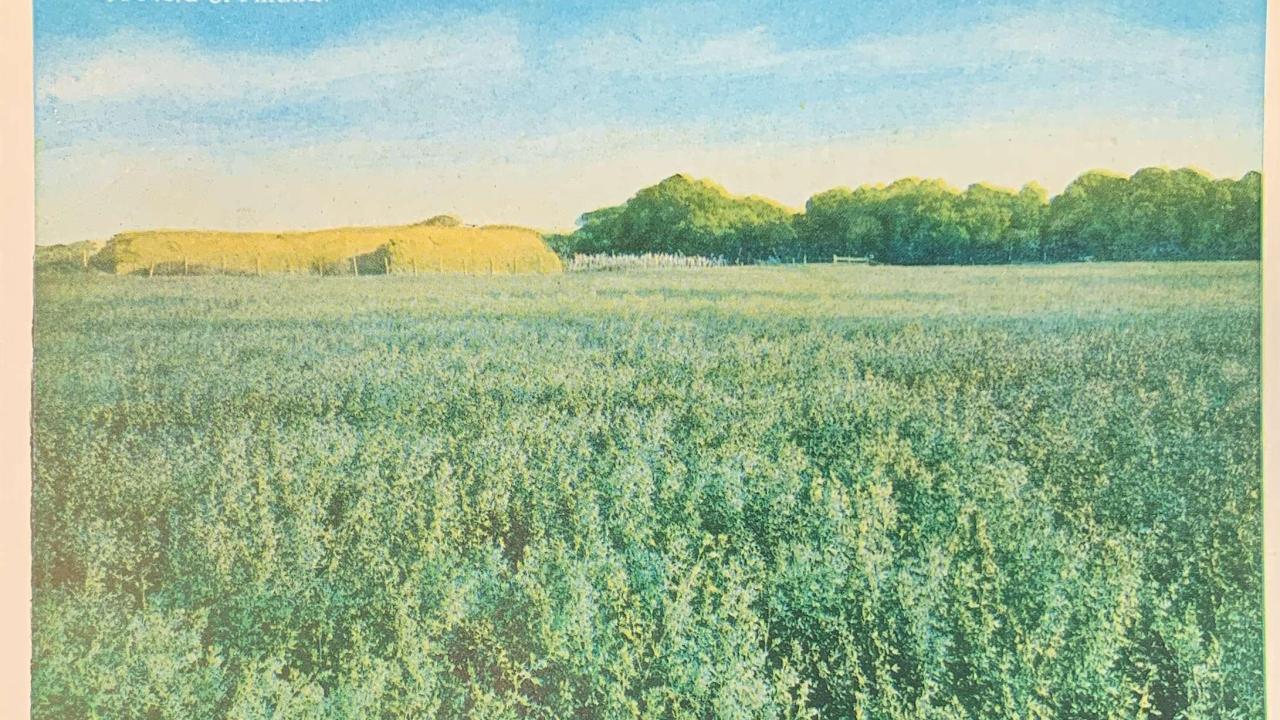 A Field of Alfalfa