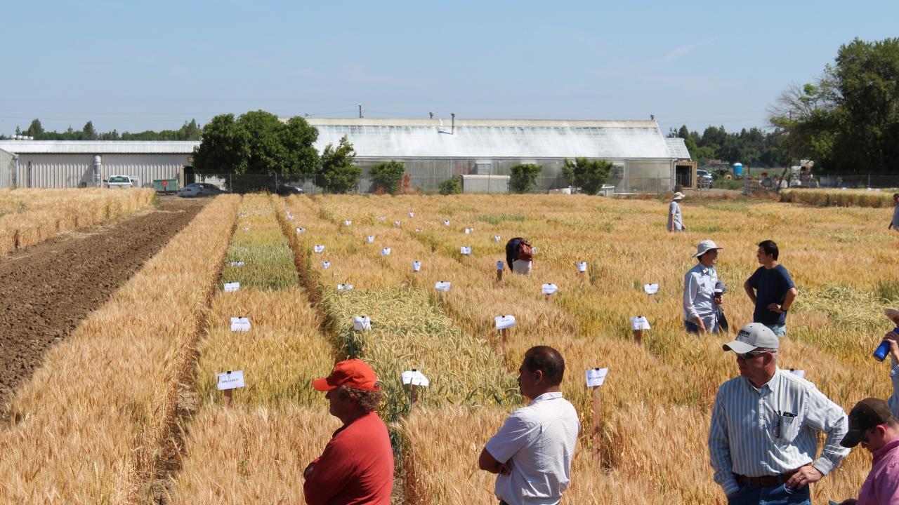 Grain plots
