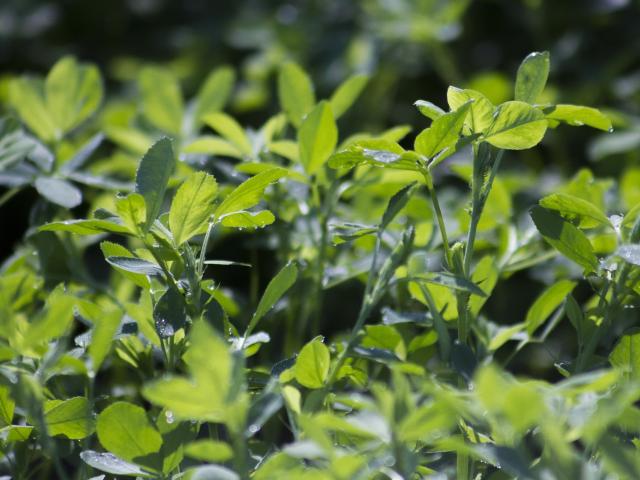 alfalfa-forage-leaf-crop