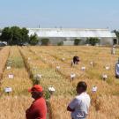 Grain plots