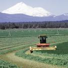 Tractor harvesting alfalfa with snowy peak